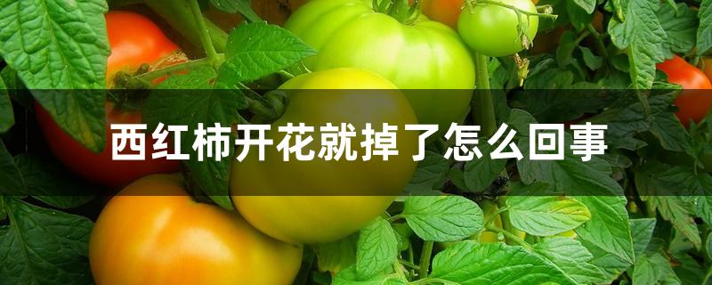 西红柿开花就掉了怎么回事 西红柿开花就掉了怎么回事