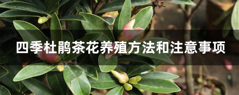 四季杜鹃茶花养殖方法和注意事项 四季杜鹃茶花养殖方法和注意事项