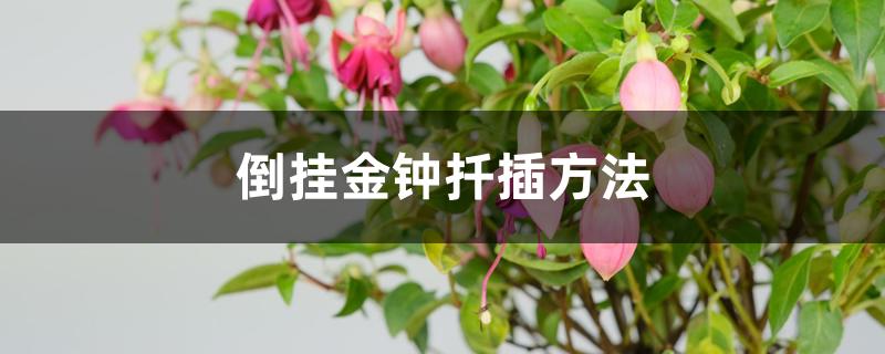 倒挂金钟扦插方法 倒挂金钟扦插方法
