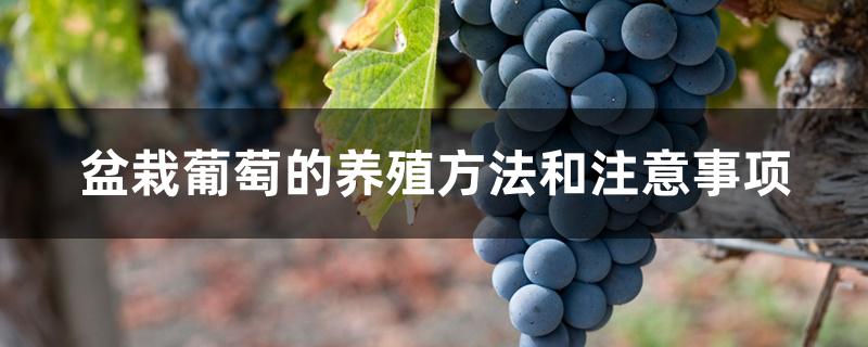盆栽葡萄的养殖方法和注意事项 盆栽葡萄的养殖方法和注意事项