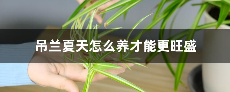 吊兰夏天怎么养才能更旺盛 吊兰夏天怎么养才能更旺盛