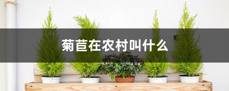 菊苣在农村叫什么 菊苣在农村叫什么