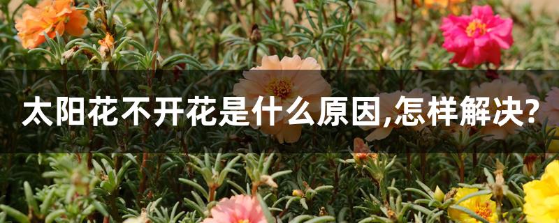 太阳花不开花是什么原因,怎样解决? 太阳花不开花是什么原因,怎样解决?