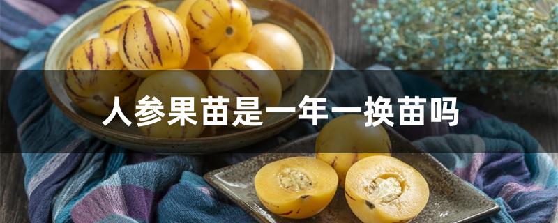 人参果苗是一年一换苗吗 人参果苗是一年一换苗吗