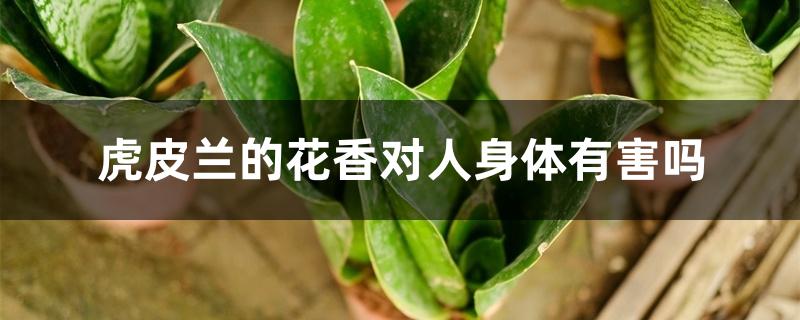 虎皮兰的花香对人身体有害吗 虎皮兰的花香对人身体有害吗