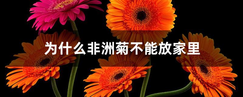 为什么非洲菊不能放家里