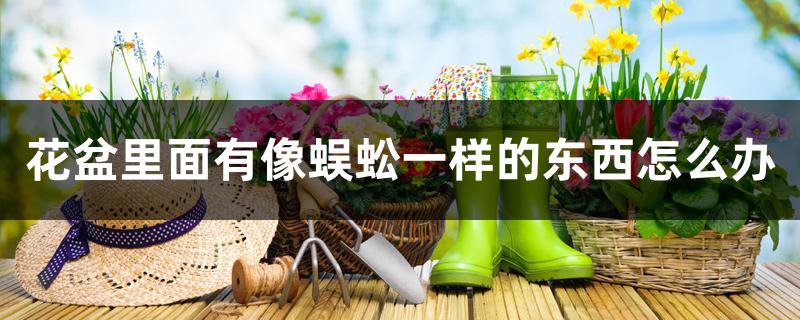 花盆里面有像蜈蚣一样的东西怎么办 花盆里面有像蜈蚣一样的东西怎么办