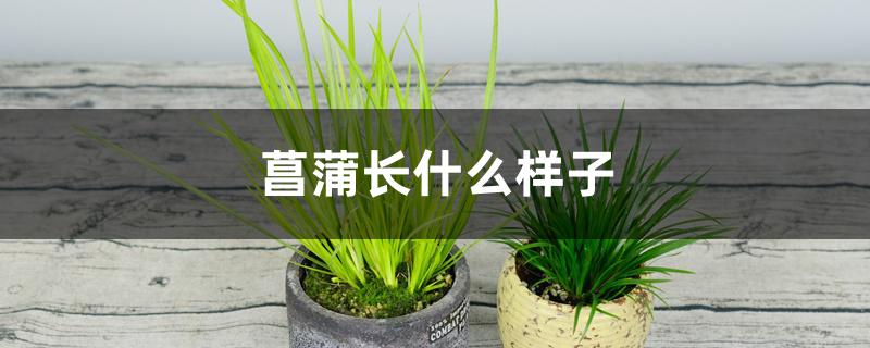 菖蒲长什么样子 菖蒲长什么样子