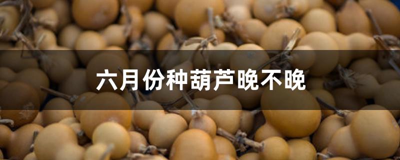 六月份种葫芦晚不晚 六月份种葫芦晚不晚