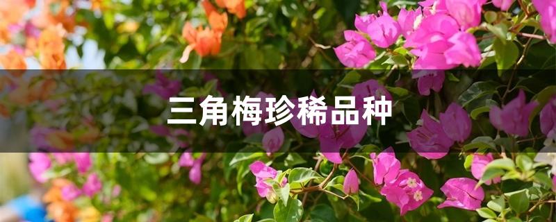 三角梅珍稀品种 三角梅珍稀品种