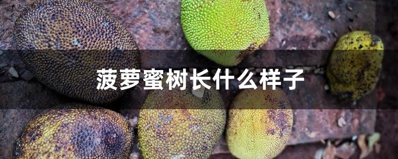 菠萝蜜树长什么样子 菠萝蜜树长什么样子