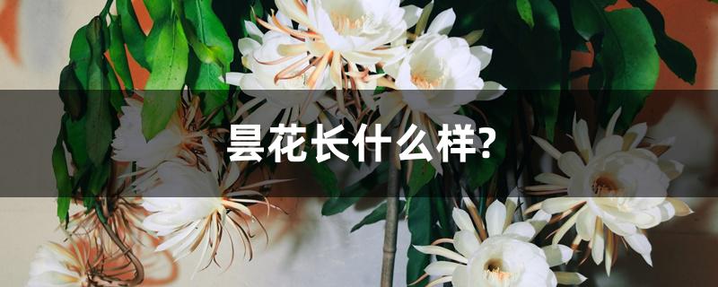 昙花长什么样? 昙花长什么样?