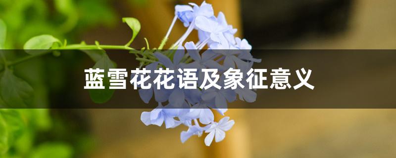 蓝雪花花语及象征意义 蓝雪花花语及象征意义
