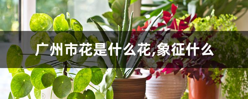 广州市花是什么花,象征什么 广州市花是什么花,象征什么