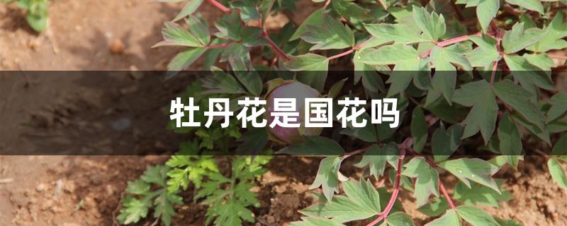 牡丹花是国花吗 牡丹花是国花吗