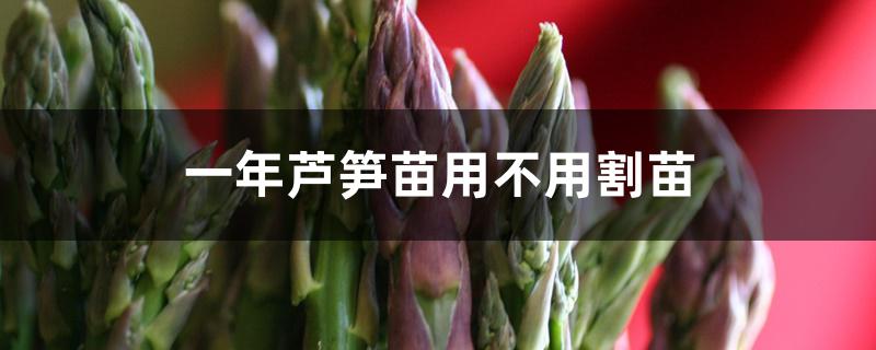 一年芦笋苗用不用割苗 一年芦笋苗用不用割苗