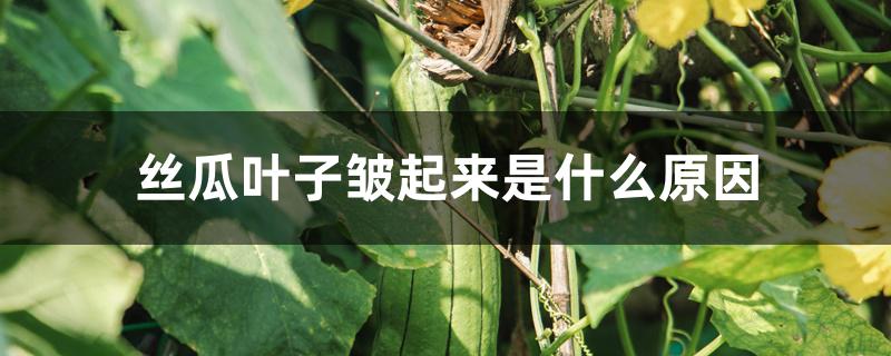 丝瓜叶子皱起来是什么原因 丝瓜叶子皱起来是什么原因
