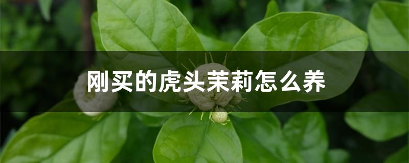 刚买的虎头茉莉怎么养 刚买的虎头茉莉怎么养