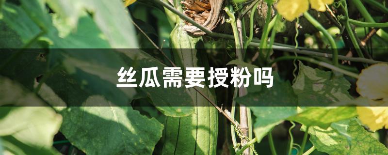 丝瓜需要授粉吗 丝瓜需要授粉吗
