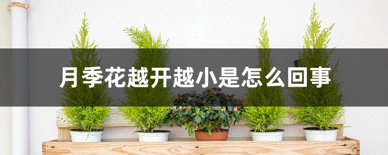 月季花越开越小是怎么回事 月季花越开越小是怎么回事