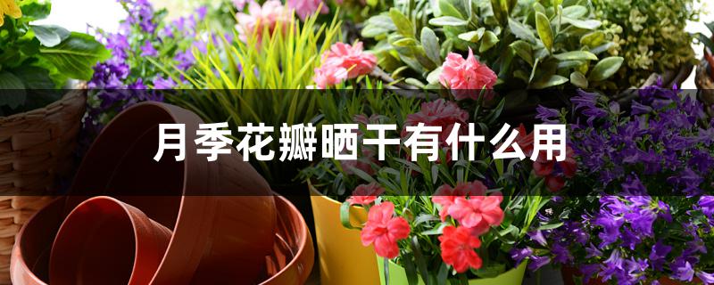 月季花瓣晒干有什么用 月季花瓣晒干有什么用