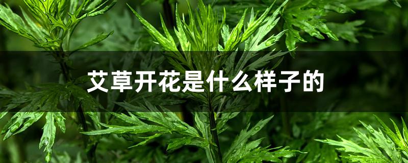 艾草开花是什么样子的 艾草开花是什么样子的