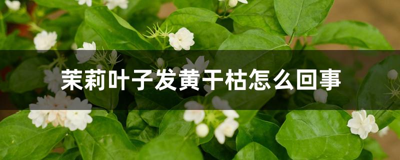 茉莉叶子发黄干枯怎么回事 茉莉叶子发黄干枯怎么回事
