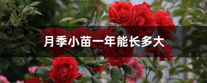 月季小苗一年能长多大 月季小苗一年能长多大