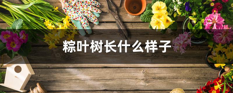 粽叶树长什么样子 粽叶树长什么样子