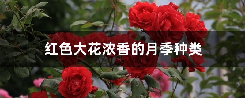 红色大花浓香的月季种类 红色大花浓香的月季种类