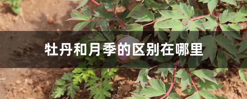 牡丹和月季的区别在哪里 牡丹和月季的区别在哪里