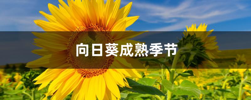 向日葵成熟季节 向日葵成熟季节