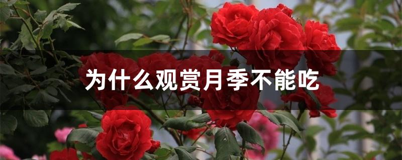 为什么观赏月季不能吃 为什么观赏月季不能吃