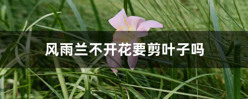 风雨兰不开花要剪叶子吗 风雨兰不开花要剪叶子吗