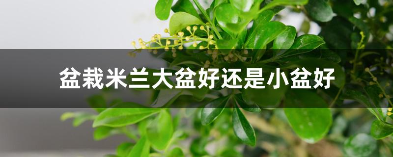 盆栽米兰大盆好还是小盆好 盆栽米兰大盆好还是小盆好