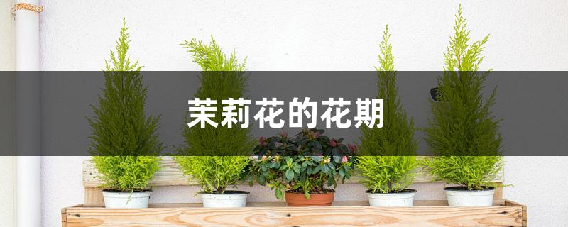 茉莉花的花期 茉莉花的花期