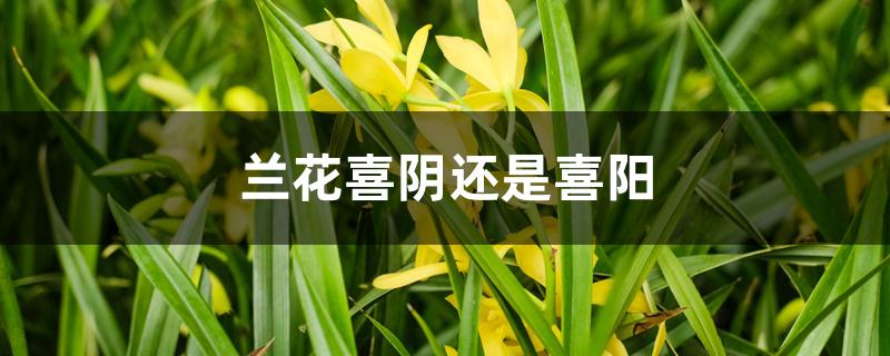 兰花喜阴还是喜阳 兰花喜阴还是喜阳
