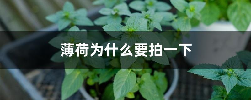 薄荷为什么要拍一下 薄荷为什么要拍一下