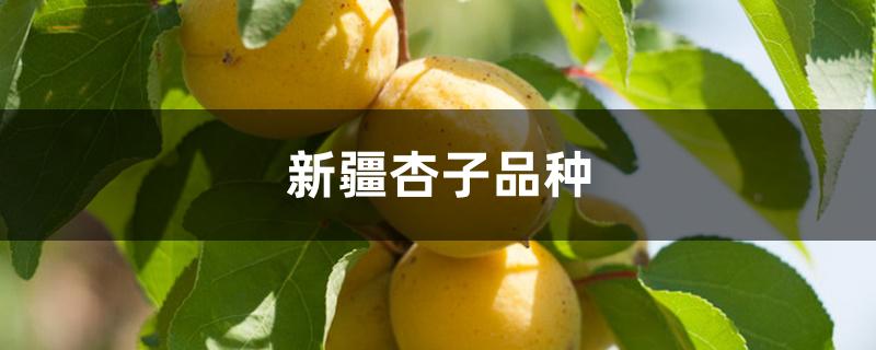 新疆杏子品种 新疆杏子品种