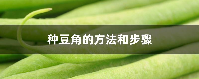 种豆角的方法和步骤 种豆角的方法和步骤