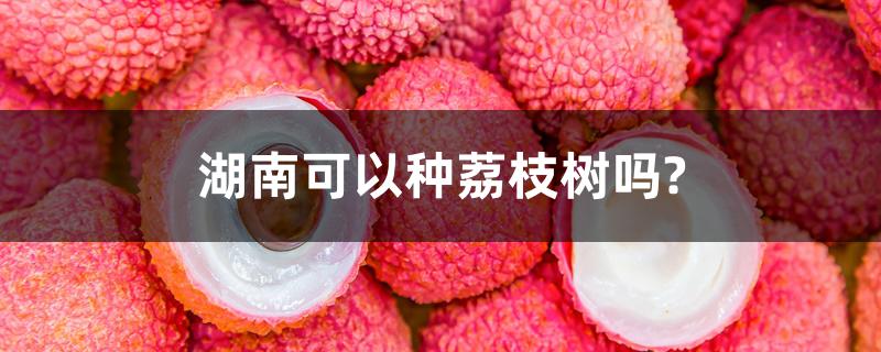 湖南可以种荔枝树吗? 湖南可以种荔枝树吗?