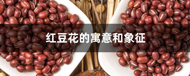 红豆花的寓意和象征 红豆花的寓意和象征