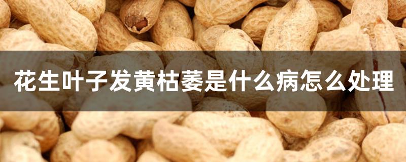 花生叶子发黄枯萎是什么病怎么处理 花生叶子发黄枯萎是什么病怎么处理