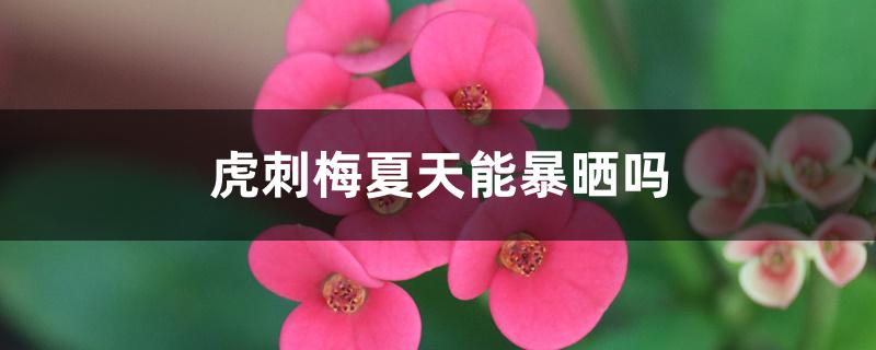 虎刺梅夏天能暴晒吗 虎刺梅夏天能暴晒吗