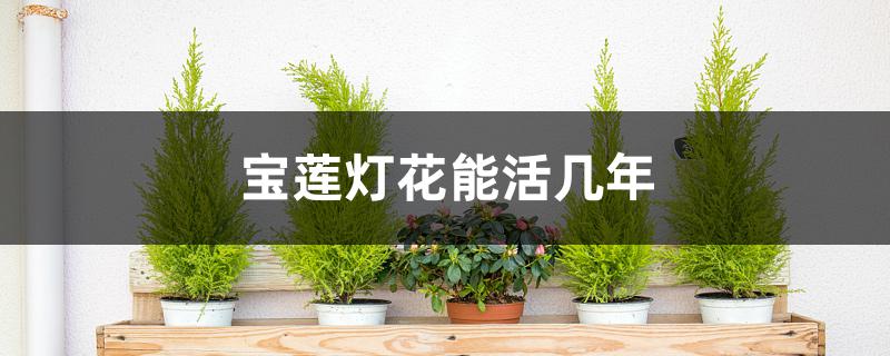 宝莲灯花能活几年 宝莲灯花能活几年