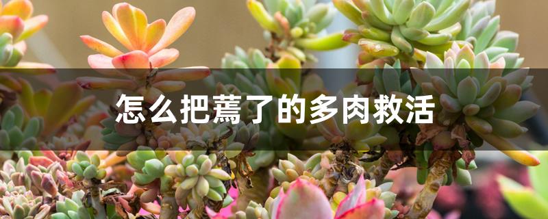 怎么把蔫了的多肉救活 怎么把蔫了的多肉救活