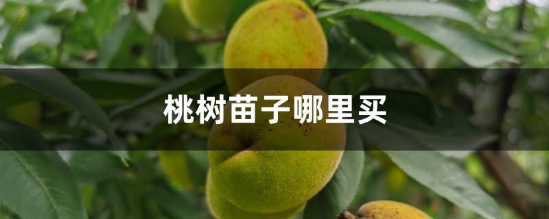 桃树苗子哪里买 桃树苗子哪里买