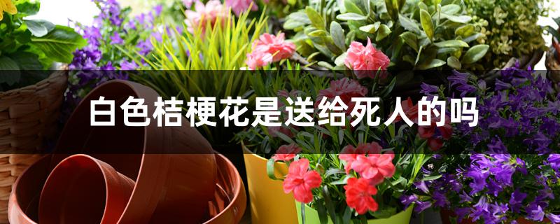 白色桔梗花是送给死人的吗 白色桔梗花是送给死人的吗