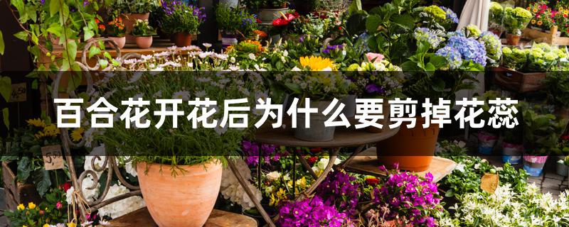 百合花开花后为什么要剪掉花蕊 百合花开花后为什么要剪掉花蕊