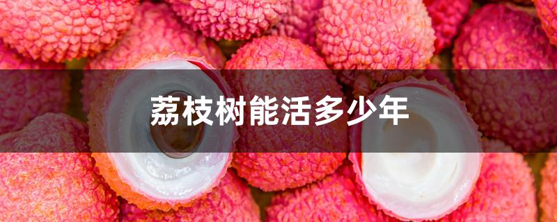 荔枝树能活多少年 荔枝树能活多少年